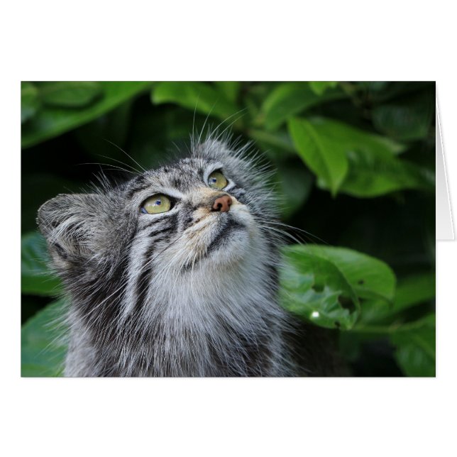 Gato de Pallas (Anverso (Horizontal))