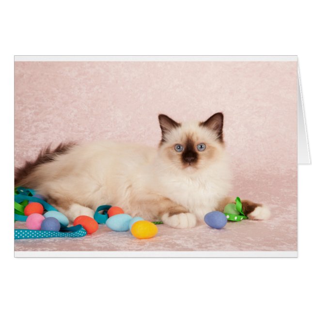 Gato de Pascua (Anverso (Horizontal))