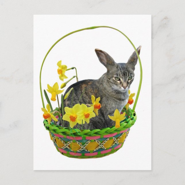 Gato de Pascua con tarjeta postal de Daffodils (Anverso)