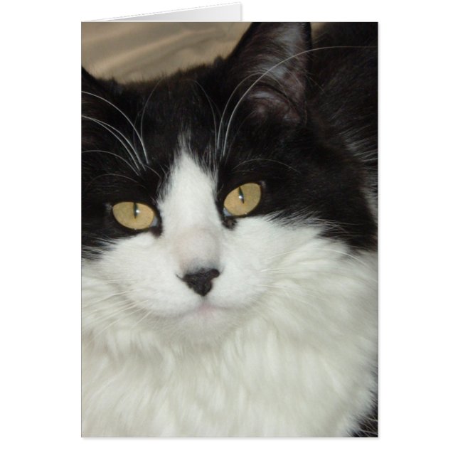 Gato de pelo largo blanco y negro (Frente)