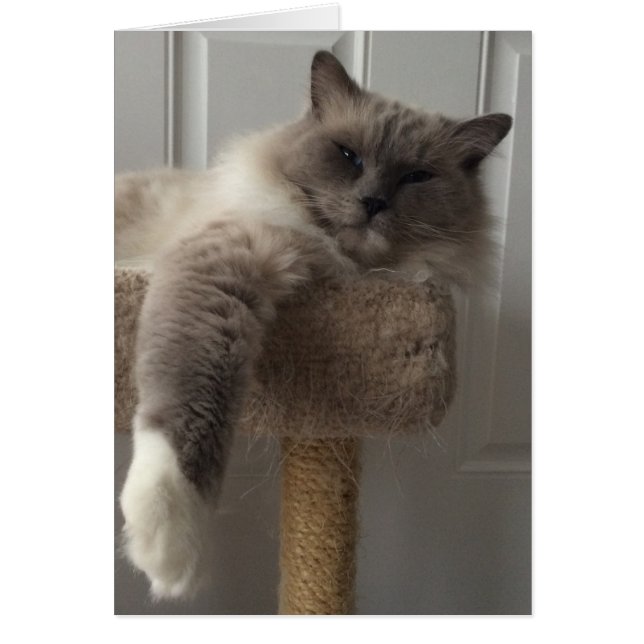 Gato de Ragdoll (Frente)