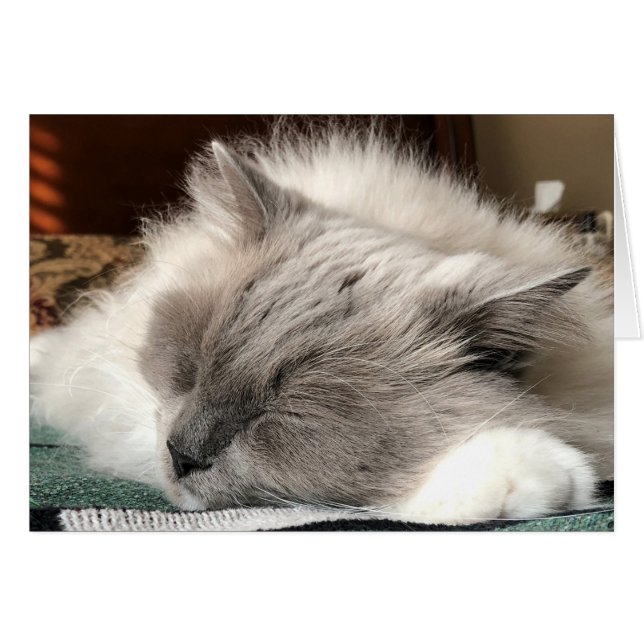 Gato de Ragdoll (Anverso (Horizontal))