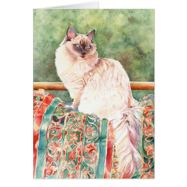 Gato de "Ragdoll" (Frente)