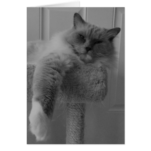 Gato de Ragdoll (Frente)