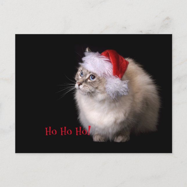 Gato de Ragdoll del navidad (Anverso)