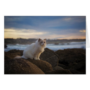 Gato De Ragdoll En La Playa