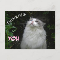 Gato de Ragdoll lindo PENSAMIENTO DE TU postal