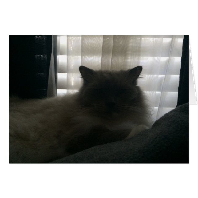 Gato de Ragdoll - Observador en el atardecer (Anverso (Horizontal))