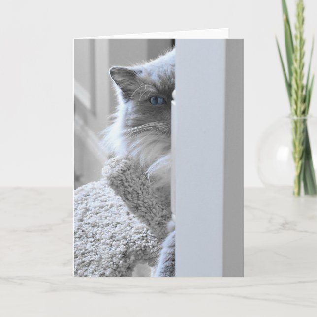 Gato de Ragdoll, tarjeta (Anverso)