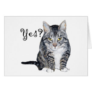 Gato de Shorthair americano - ¿Sí?