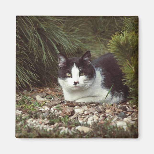 Gato de Shorthair - imán (Frente)