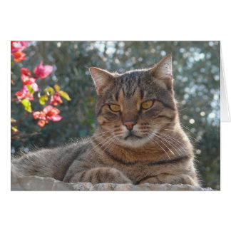 Gato de Tabby
