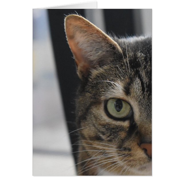 Gato de Tabby (Frente)