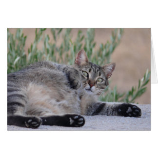 Gato de Tabby