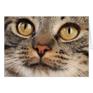 Gato de Tabby con los ojos abiertos