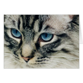 Gato de Tabby con ojos azules cerrados
