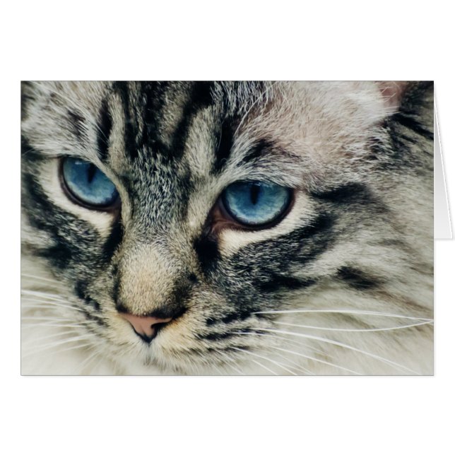 Gato de Tabby con ojos azules cerrados (Anverso (Horizontal))