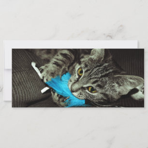 Gato de Tabby con pluma de Shirley Taylor