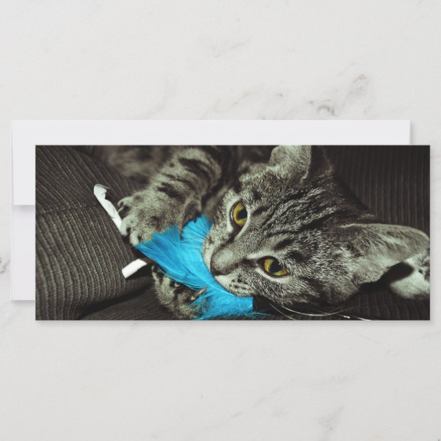Gato de Tabby con pluma de Shirley Taylor (Anverso)