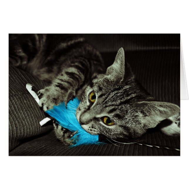 Gato de Tabby con pluma de Shirley Taylor (Anverso (Horizontal))