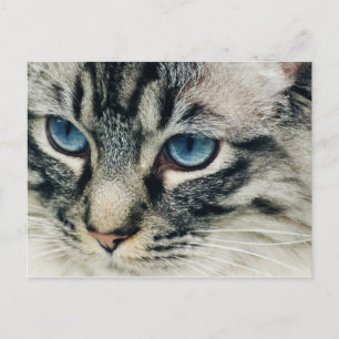 Gato de Tabby con tarjeta postal de cierre de ojos