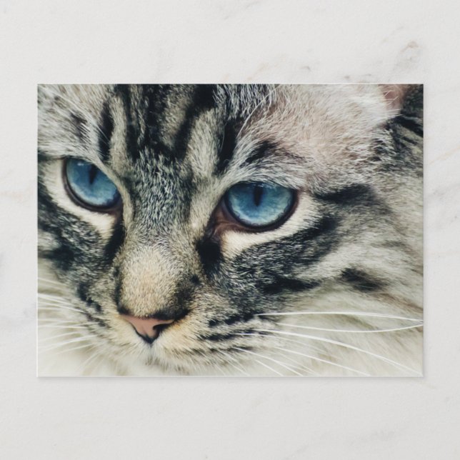 Gato de Tabby con tarjeta postal de cierre de ojos (Anverso)