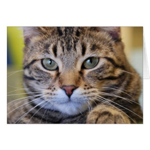 Gato de Tabby de ojos verdes serio