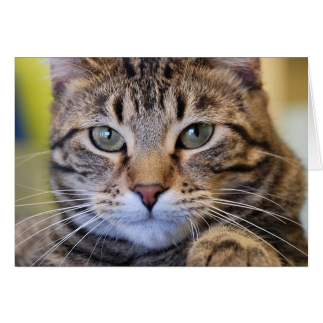 Gato de Tabby de ojos verdes serio (Anverso (Horizontal))