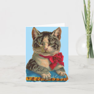Gato de tabby de Victoria