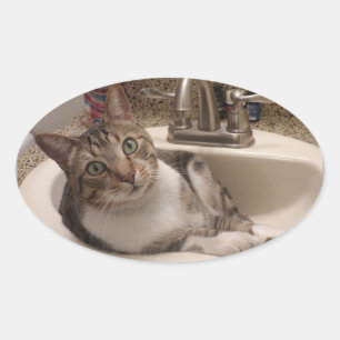 Gato de Tabby en Pegatinas rosados