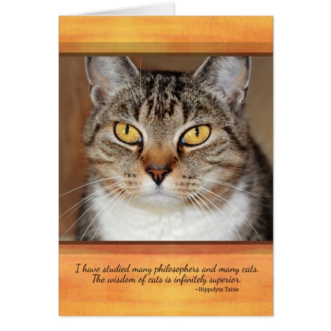 Gato de Tabby gris (Frente)