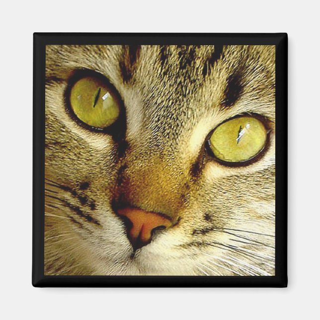 Gato de Tabby - imán (Frente)