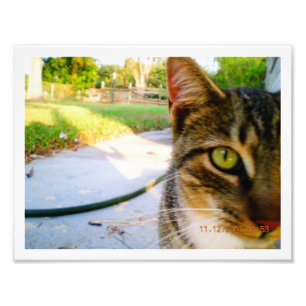 Gato de Tabby innomado de la foto "Lolo "
