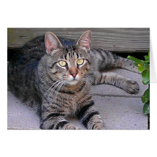 Gato de Tabby Marrón al aire libre