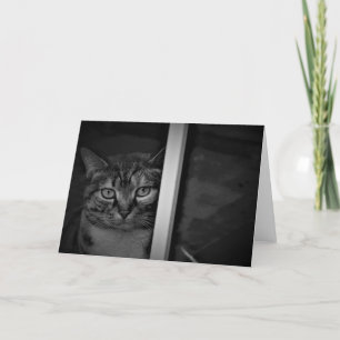 Gato de Tabby / Noir, tarjeta