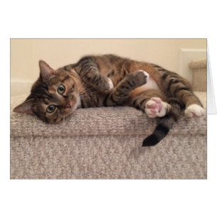 Gato de Tabby, tarjeta
