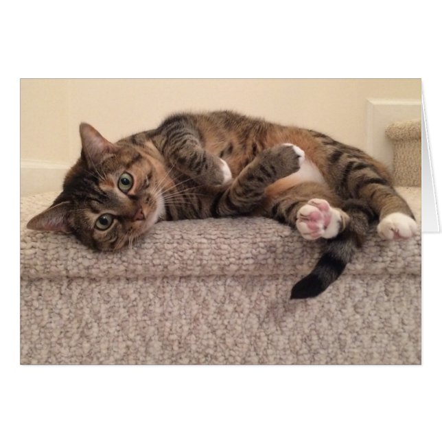 Gato de Tabby, tarjeta (Anverso (Horizontal))