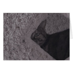 Gato de tabla
