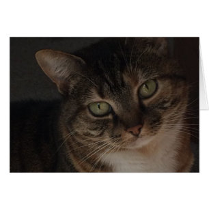Gato de tabla