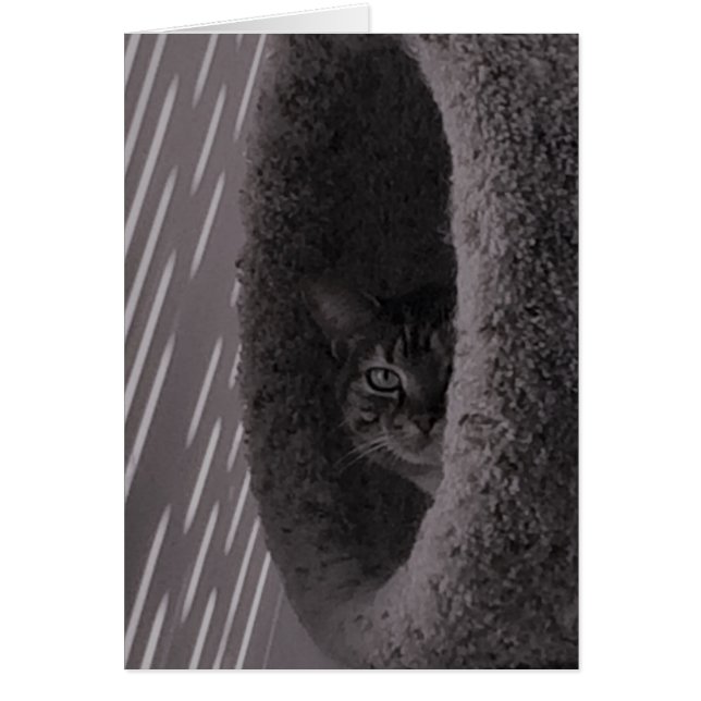 Gato de tabla (Frente)
