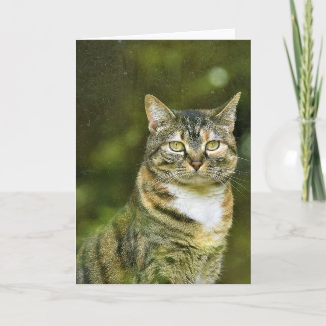 Gato de tabla, tarjeta (Anverso)