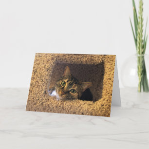 Gato de tabla, tarjeta