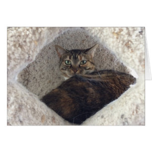 Gato de tabla, tarjeta
