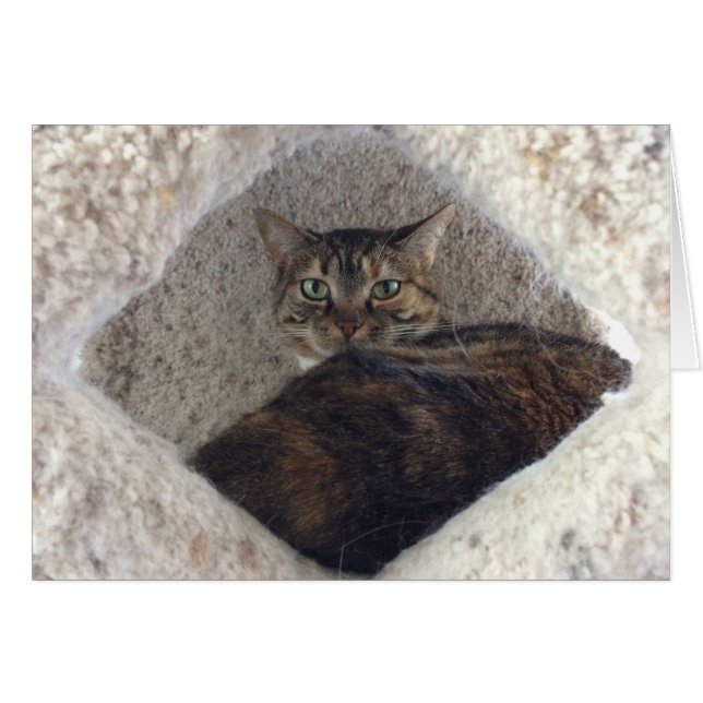 Gato de tabla, tarjeta (Anverso (Horizontal))