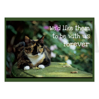 Gato de tortita en el banco del jardín - Simpatía