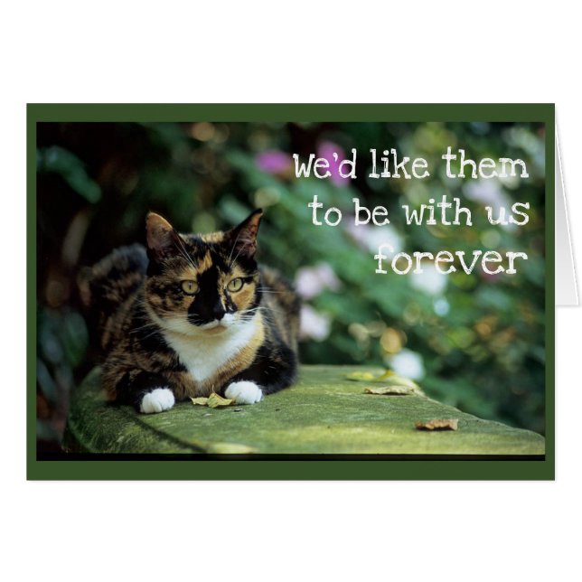 Gato de tortita en el banco del jardín - Simpatía (Anverso (Horizontal))