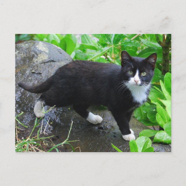Gato de Tuxedo en una postal de parque (Anverso)