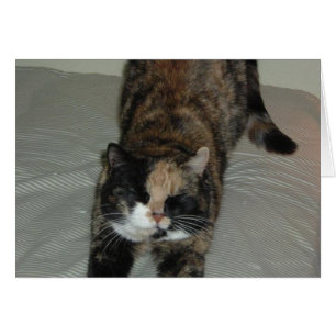 Gato de yoga calico