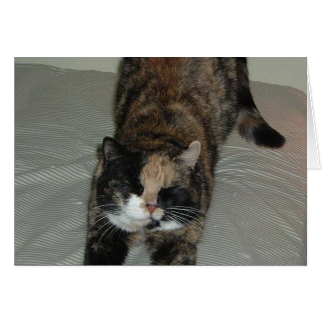 Gato de yoga calico (Anverso (Horizontal))