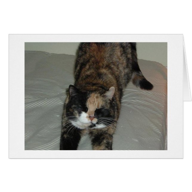 Gato de yoga calico (Anverso (Horizontal))